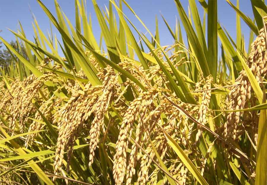 Kisan News: धान की जगह वैकल्पिक फसलों को अपनाने वाले किसानों को मिलेगी 8000 रुपये प्रति एकड़ प्रोत्साहन राशि