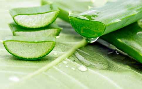 Aloe vera
