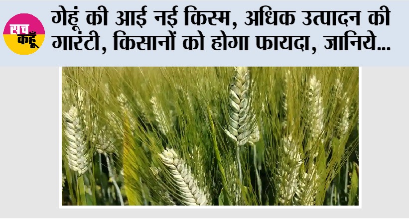 New Wheat Variety: गेहूं की आई नई किस्म, अधिक उत्पादन की गारंटी, किसानों को होगा फायदा, जानिये…