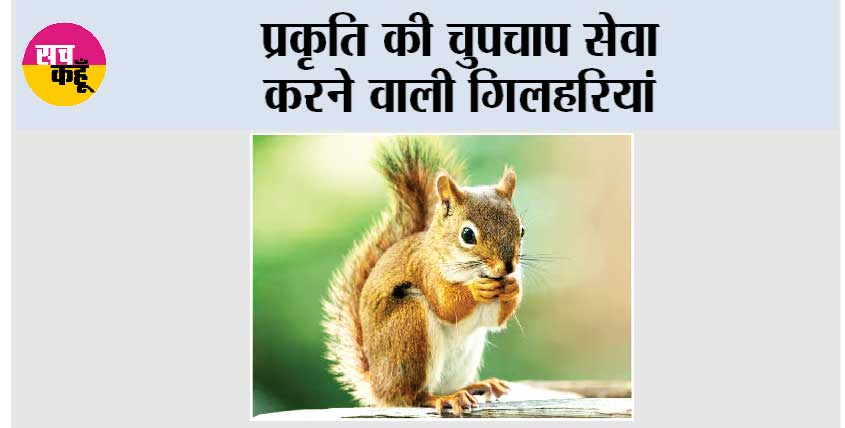 Lucky Animal Squirrel: प्रकृति की चुपचाप सेवा करने वाली गिलहरियां