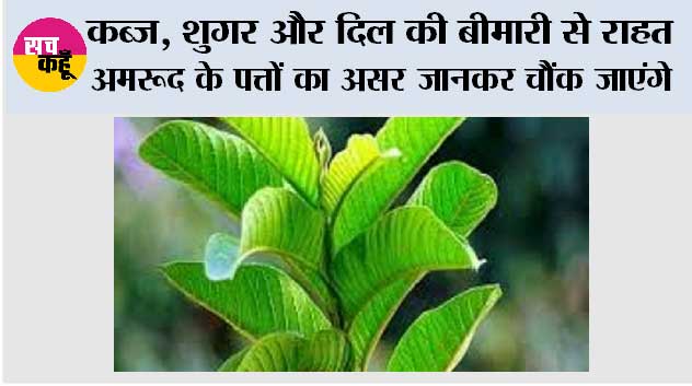 Benefits of Guava: कब्ज, शुगर और दिल की बीमारी से राहत—अमरूद के पत्तों का असर जानकर चौंक जाएंगे