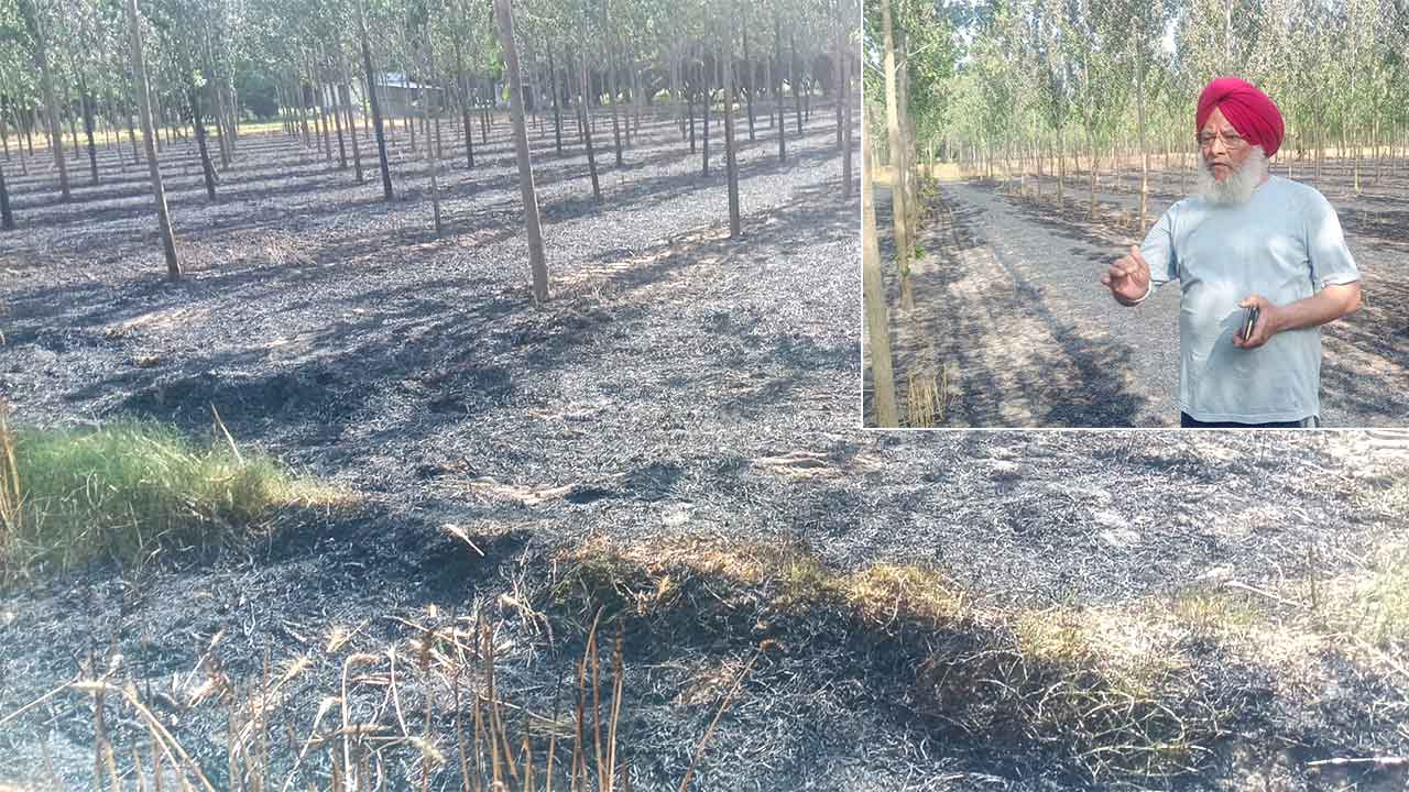 Crops and Trees Burned: हाईटेंशन तारों की चिंगारी से खेत में आग, साढ़े 3 एकड़ गेहूं की फसल और 1100 पोपलर पेड़ जले