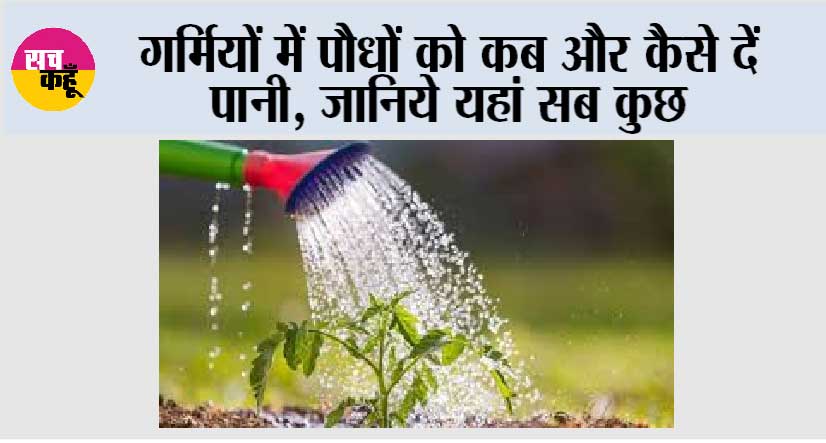 Summer Plant Tips: गर्मियों में पौधों को कब और कैसे दें पानी, जानिये यहां सब कुछ