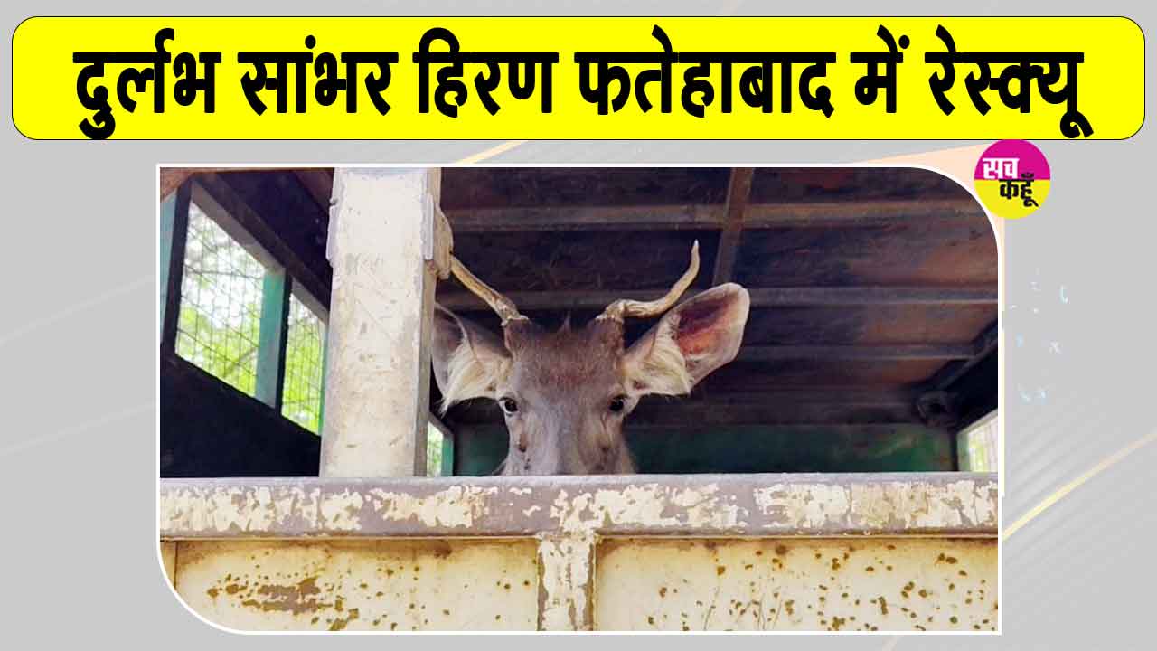 Rescue Sambar Deer: फतेहाबाद में दुर्लभ सांभर हिरण का रेस्क्यू