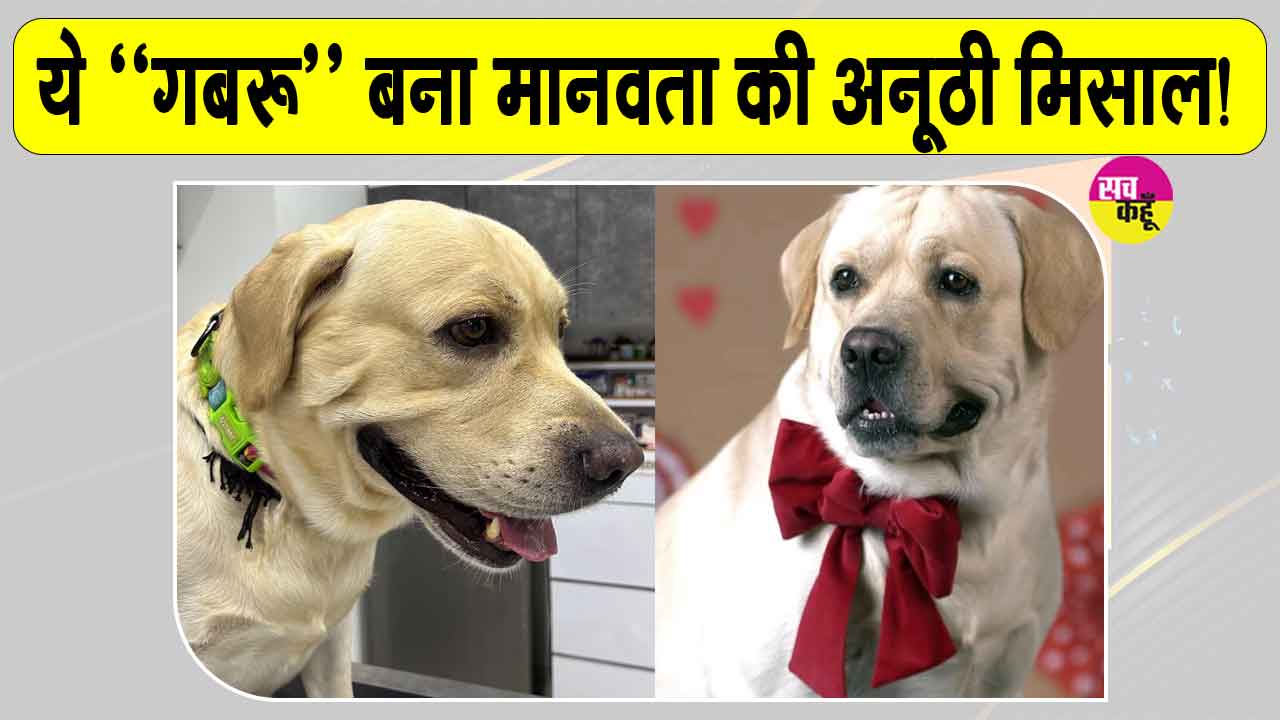 अब पालतू लेब्राडोर डॉग “गबरू” बना मानवता की अनूठी मिसाल, किया रक्तदान 