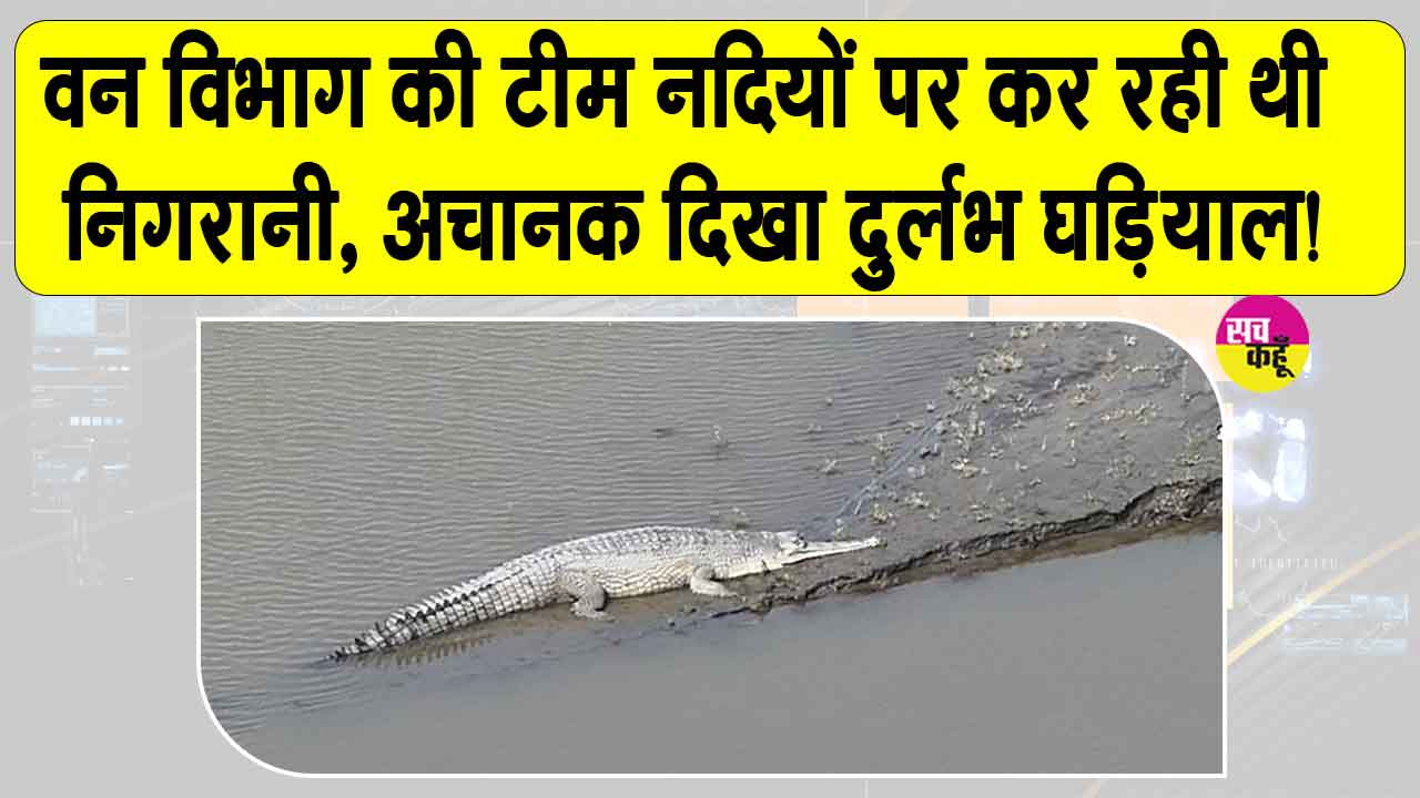 Gharial News: वन विभाग की गश्ती टीम नदियों के क्षेत्र में कर रही थी निगरानी, अचानक दिखा दुर्लभ घड़ियाल! 