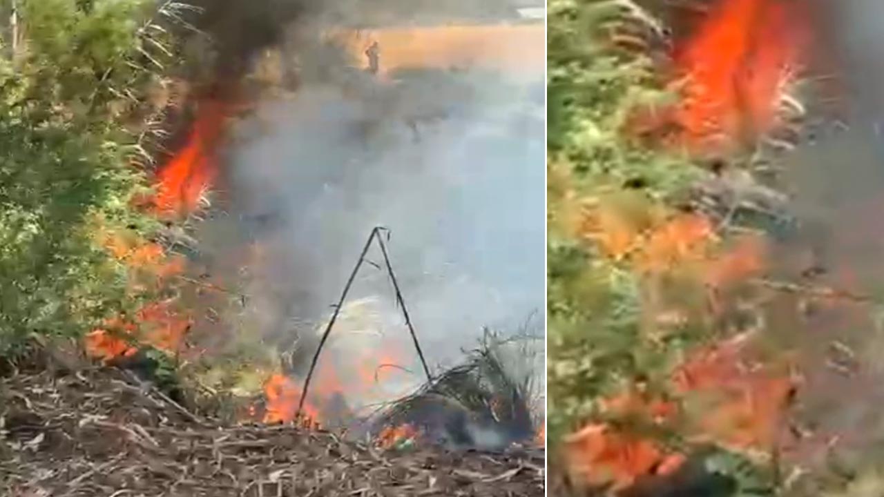 नहरी विभाग की जमीन पर लगे वर्षों पुराने पेड़ों में लगी आग