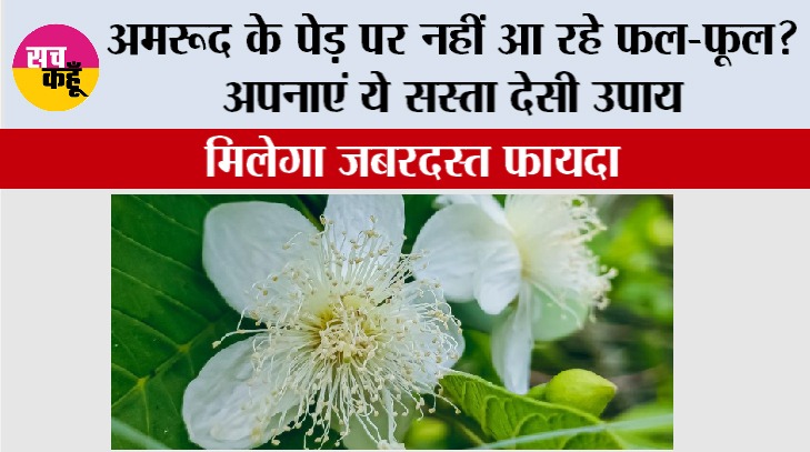 Guava Grow Guide