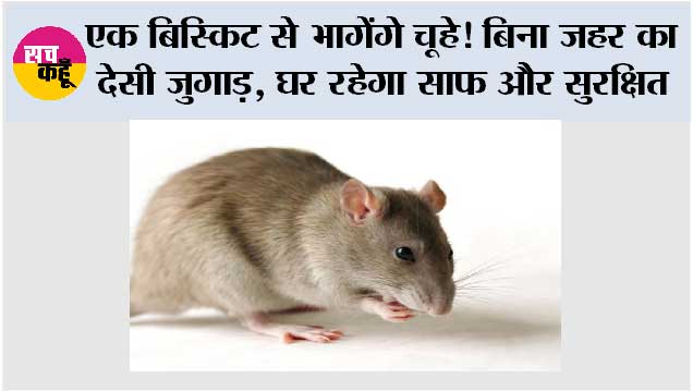 How To Remove Rats Without killing: घर में चूहों से परेशान? बिना जहर के भगाएं ये आसान देसी तरीका