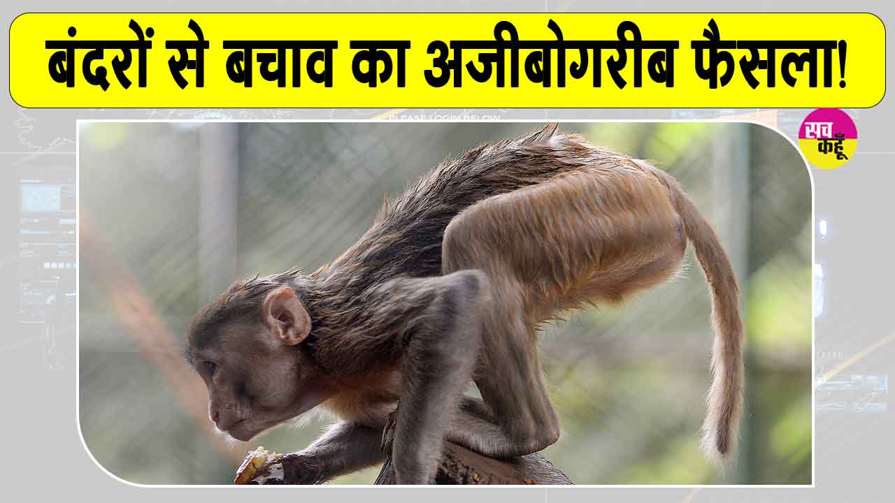 बंदरों के आतंक से निपटने को एक दिन के सार्वजनिक अवकाश की घोषणा