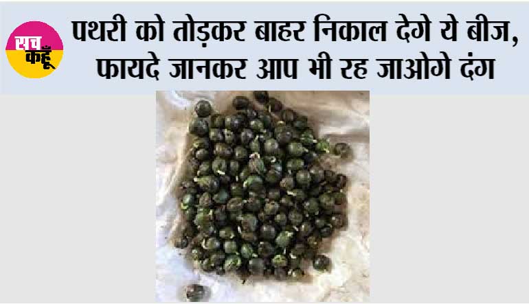 पथरी को तोड़कर बाहर निकाल देगे ये बीज, फायदे जानकर आप भी रह जाओगे दंग