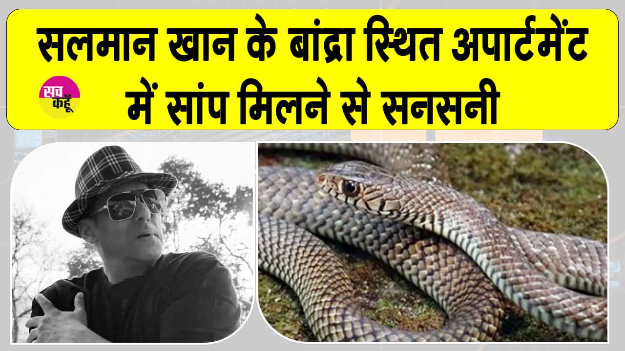 Snake News: सलमान खान के गैलेक्सी अपार्टमेंट में 'घोड़ा पछाड़' सांप मिलने से मचा हड़कंप