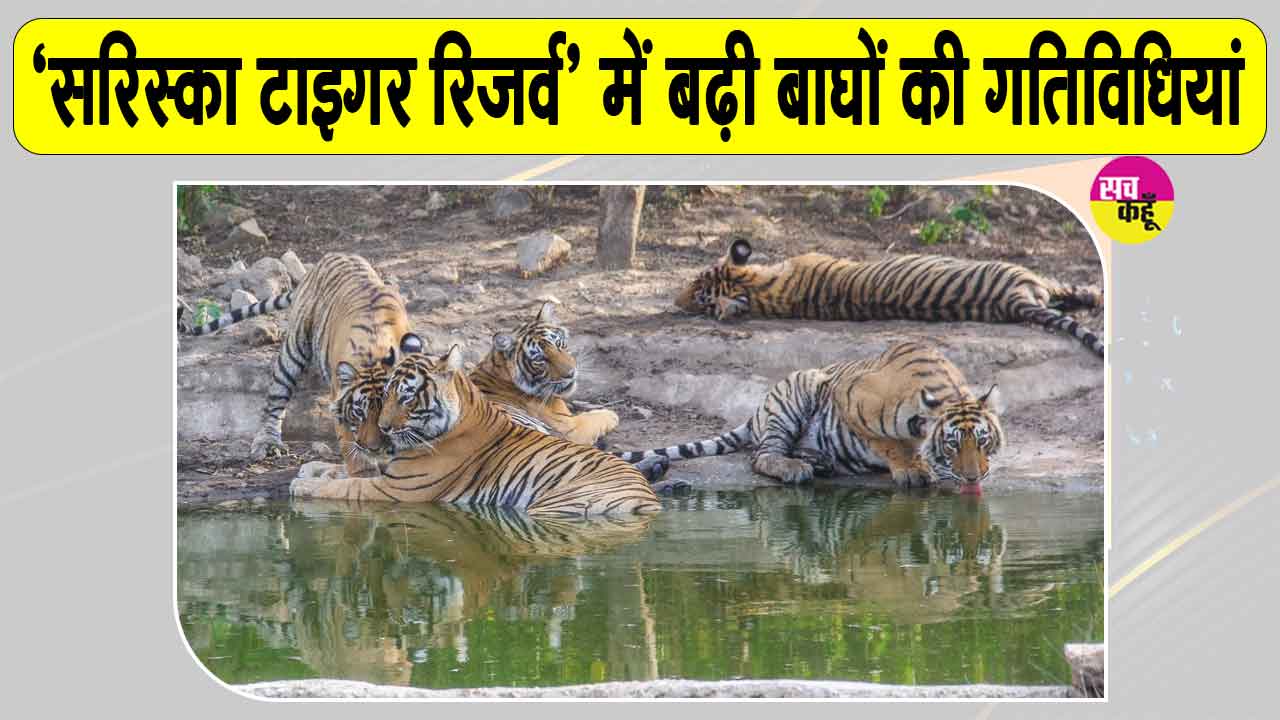 Sariska Tigers News: शावकों के साथ घूम रहीं बाघिनें, वन विभाग ने जारी किया अलर्ट