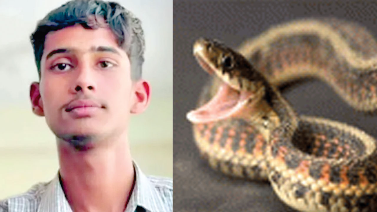 Snake Bite: सोते समय 12वीं के छात्र को कोबरा ने डंसा, मौत