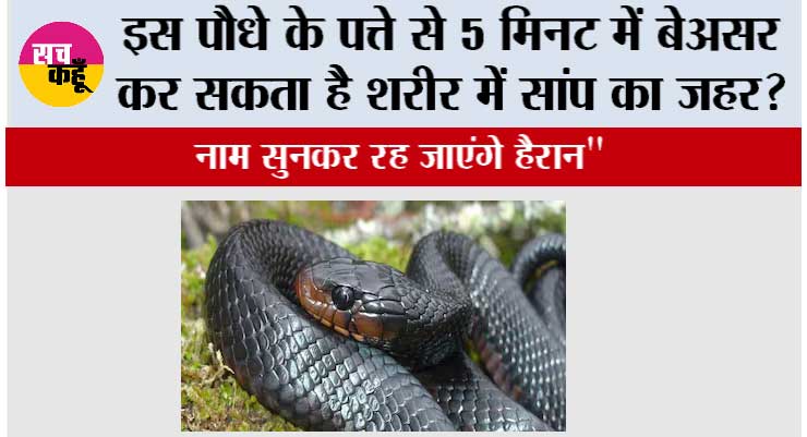 Snake Bite Awareness: इस पौधे के पत्ते से 5 मिनट में बेअसर कर सकता है शरीर में सांप का जहर? नाम सुनकर रह जाएंगे हैरान