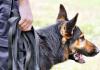 Dog Bite Case: पालतू कुत्ते के काटने के दो माह बाद महिला की मौत