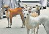 Hoshiarpur News: आवारा कुत्तों ने 8 वर्षीय बच्ची को नोच-नोचकर मार डाला