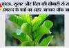 Benefits of Guava: कब्ज, शुगर और दिल की बीमारी से राहत—अमरूद के पत्तों का असर जानकर चौंक जाएंगे