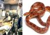 Snake News: गर्मी बढ़ते ही घरों तक पहुंच रहे सांप, केरल में सांप डसने की घटनाओं में अचानक उछाल