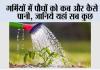 Summer Plant Tips: गर्मियों में पौधों को कब और कैसे दें पानी, जानिये यहां सब कुछ