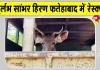 Rescue Sambar Deer: फतेहाबाद में दुर्लभ सांभर हिरण का रेस्क्यू
