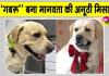 अब पालतू लेब्राडोर डॉग “गबरू” बना मानवता की अनूठी मिसाल, किया रक्तदान 