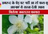 Guava Grow Guide: अमरूद के पेड़ पर नहीं आ रहे फल-फूल? अपनाएं ये सस्ता देसी उपाय, मिलेगा जबरदस्त फायदा