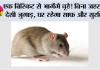 How To Remove Rats Without Dying: घर में चूहों से परेशान? बिना जहर के भगाएं ये आसान देसी तरीका