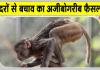 बंदरों के आतंक से निपटने को एक दिन के सार्वजनिक अवकाश की घोषणा