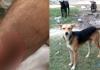 Dog Bite News: जनगणना ड्यूटी के दौरान अध्यापक को कुत्ते ने काटा