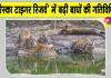 Sariska Tigers News: शावकों के साथ घूम रहीं बाघिनें, वन विभाग ने जारी किया अलर्ट