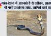 Snake: गांव-देहात में अपनाते है ये तरीका, आसपास भी नहीं फटकेगा सांप, जानिये यहां पर
