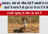 Snakes News: सावधान, सांप को न्यौता देती हैं आपकी ये हरकतें! खतरे से बचना है तो तुरंत घर से हटा दें ये चीजें
