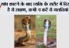Snake News: सांप काटने के बाद भूलकर भी न करें ये गलतियां, समय पर सही इलाज बचा सकता है जान