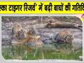 Sariska Tigers News: शावकों के साथ घूम रहीं बाघिनें, वन विभाग ने जारी किया अलर्ट