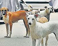 Hoshiarpur News: आवारा कुत्तों ने 8 वर्षीय बच्ची को नोच-नोचकर मार डाला