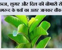 Benefits of Guava: कब्ज, शुगर और दिल की बीमारी से राहत—अमरूद के पत्तों का असर जानकर चौंक जाएंगे