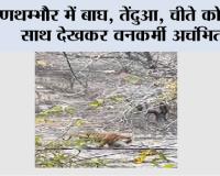 रणथम्भौर में बाघ, तेंदुआ, चीते को एक साथ देखकर वनकर्मी अचंभित