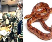 Snake News: गर्मी बढ़ते ही घरों तक पहुंच रहे सांप, केरल में सांप डसने की घटनाओं में अचानक उछाल
