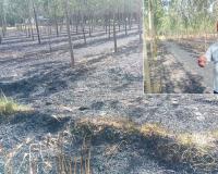Crops and Trees Burned: हाईटेंशन तारों की चिंगारी से खेत में आग, साढ़े 3 एकड़ गेहूं की फसल और 1100 पोपलर पेड़ जले
