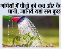 Summer Plant Tips: गर्मियों में पौधों को कब और कैसे दें पानी, जानिये यहां सब कुछ