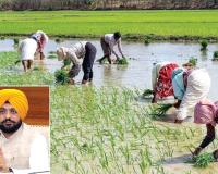 धान सीजन में किसानों को मिलेगी निर्बाध आठ घंटे ‘बिजली सप्लाई’