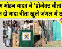 Kuno National Park News: मुख्यमंत्री मोहन यादव ने दो मादा चीता खुले जंगल में छोड़ी