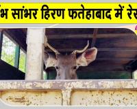 Rescue Sambar Deer: फतेहाबाद में दुर्लभ सांभर हिरण का रेस्क्यू