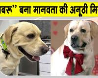 अब पालतू लेब्राडोर डॉग “गबरू” बना मानवता की अनूठी मिसाल, किया रक्तदान 