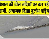 Gharial News: वन विभाग की गश्ती टीम नदियों के क्षेत्र में कर रही थी निगरानी, अचानक दिखा दुर्लभ घड़ियाल! 