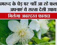 Guava Grow Guide: अमरूद के पेड़ पर नहीं आ रहे फल-फूल? अपनाएं ये सस्ता देसी उपाय, मिलेगा जबरदस्त फायदा