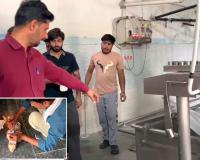 हांसी में दूध के खेल पर सीएम फ्लाइंग का बड़ा एक्शन, चिलिंग प्लांट पर रेड से मचा हड़कंप