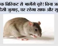 How To Remove Rats Without killing: घर में चूहों से परेशान? बिना जहर के भगाएं ये आसान देसी तरीका