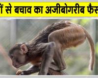 बंदरों के आतंक से निपटने को एक दिन के सार्वजनिक अवकाश की घोषणा